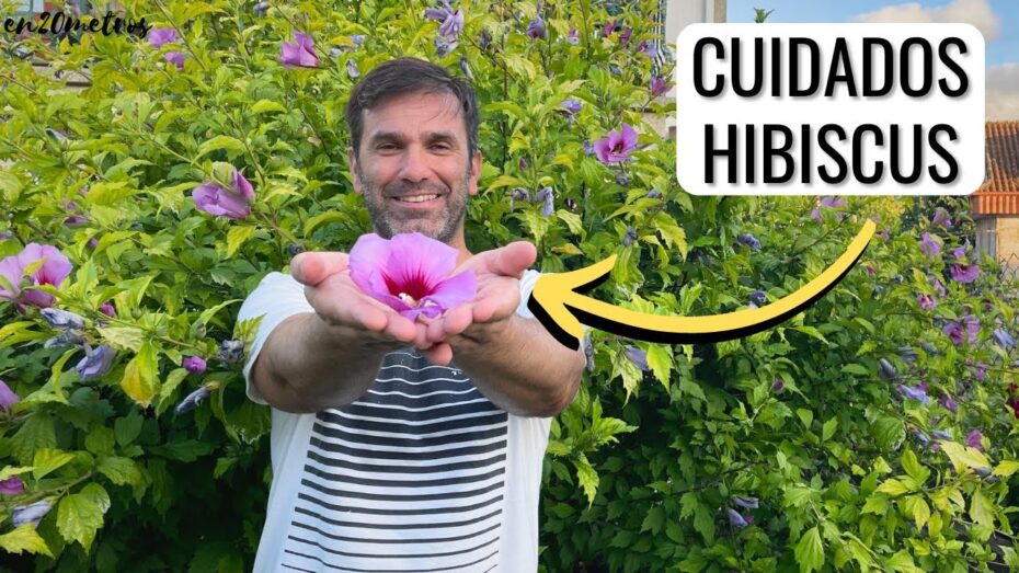 Cuidados del hibisco siriaco: Guía completa para un crecimiento saludable