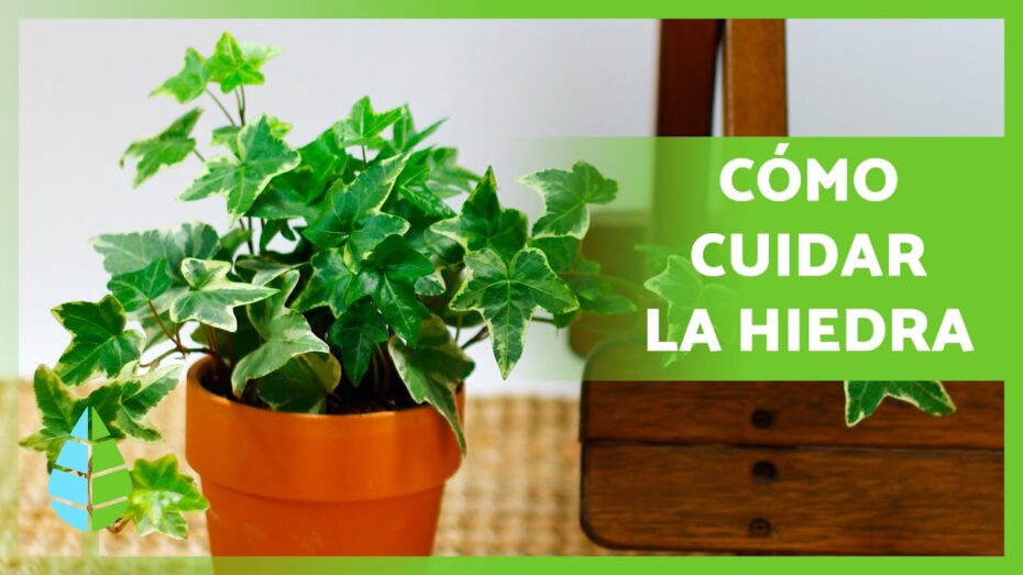 Cuidados de la hiedra de interior: Guía completa para el cultivo y mantenimiento