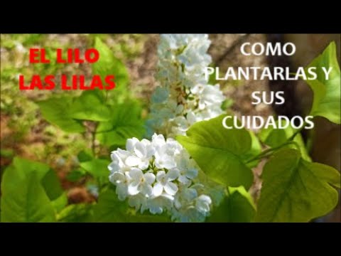 Cuidados de las lilas en maceta: consejos para un cultivo exitoso