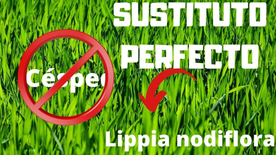Cuidados de la Lippia nodiflora en invierno: consejos expertos para mantenerla saludable