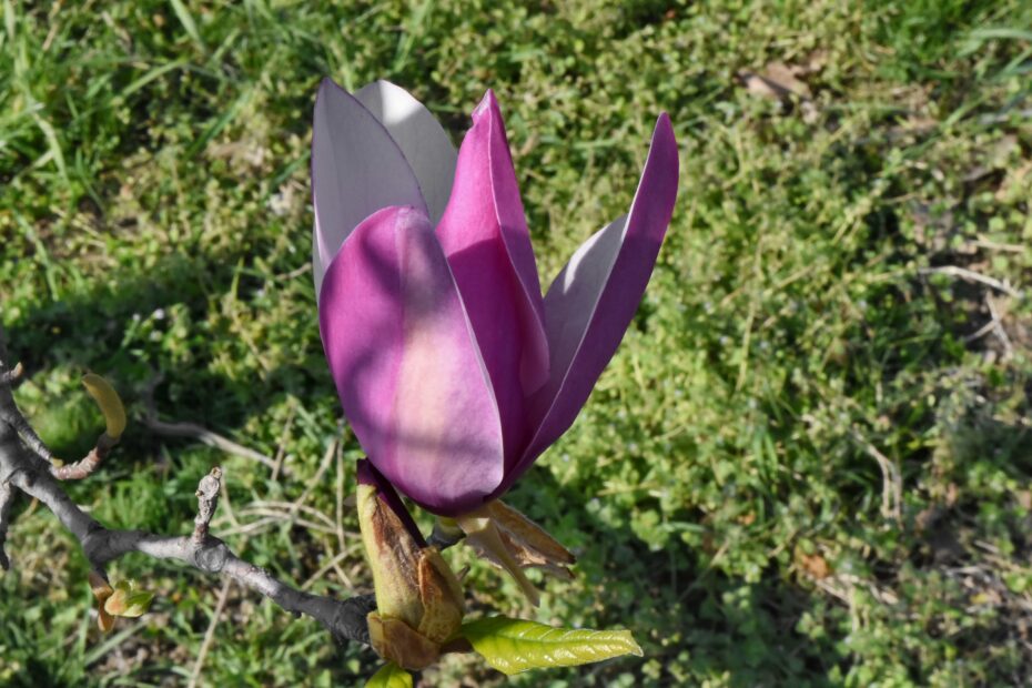 Cuidados del magnolio en maceta: Guía completa de cuidado y cultivo