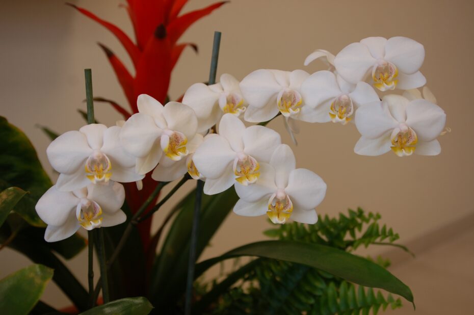 Cuidados de las orquídeas blancas: Consejos de experto en botánica para mantenerlas saludables