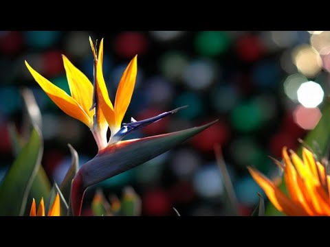Ave del Paraíso en maceta: Consejos para el cuidado de esta exótica planta