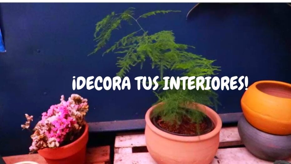 Espárrago en interior: Cuidados y consejos para su crecimiento saludable