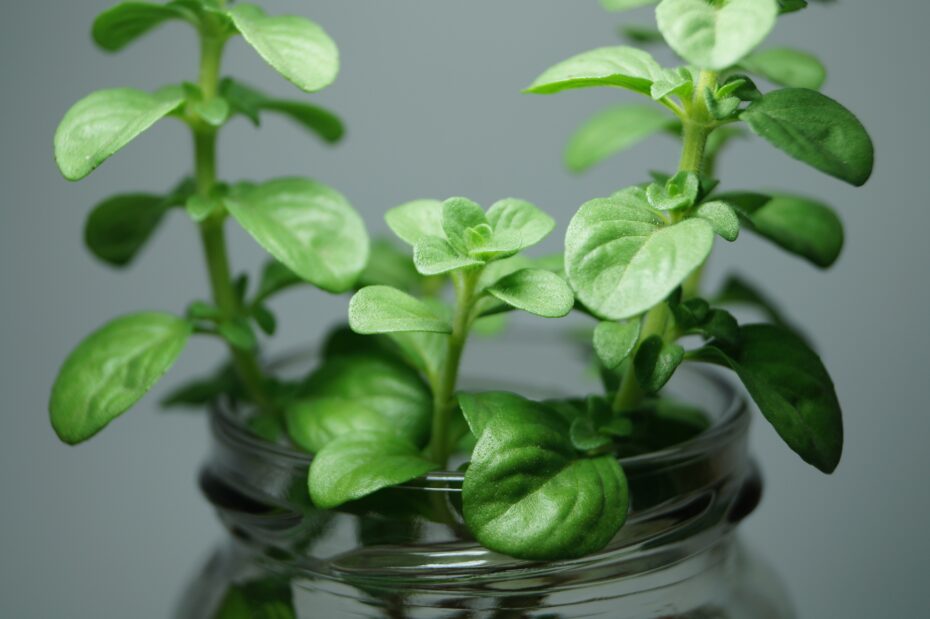 Cuidados de las plantas aromáticas en maceta: consejos expertos de jardinería botánica