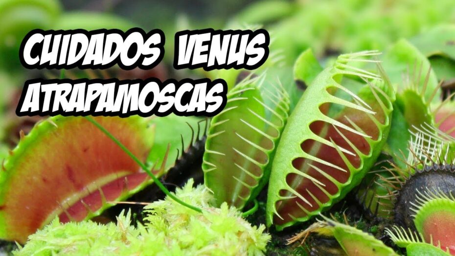 Cuidados de las plantas carnívoras en interior: Guía completa para un cultivo exitoso