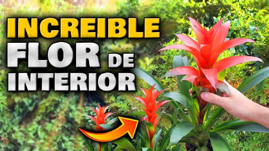 Cuidados de las plantas de interior con flor: consejos expertos en botánica y técnicas de cultivo