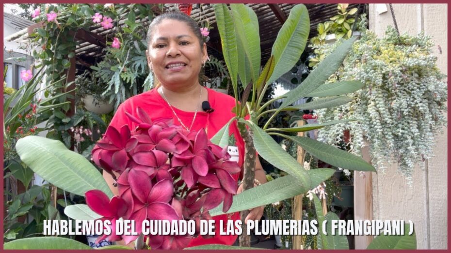 Plumeria en maceta: Cuidados expertos para su crecimiento y floración