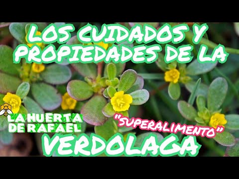 Cuidados de la Portulaca oleracea: Guía completa para el cultivo exitoso de esta planta