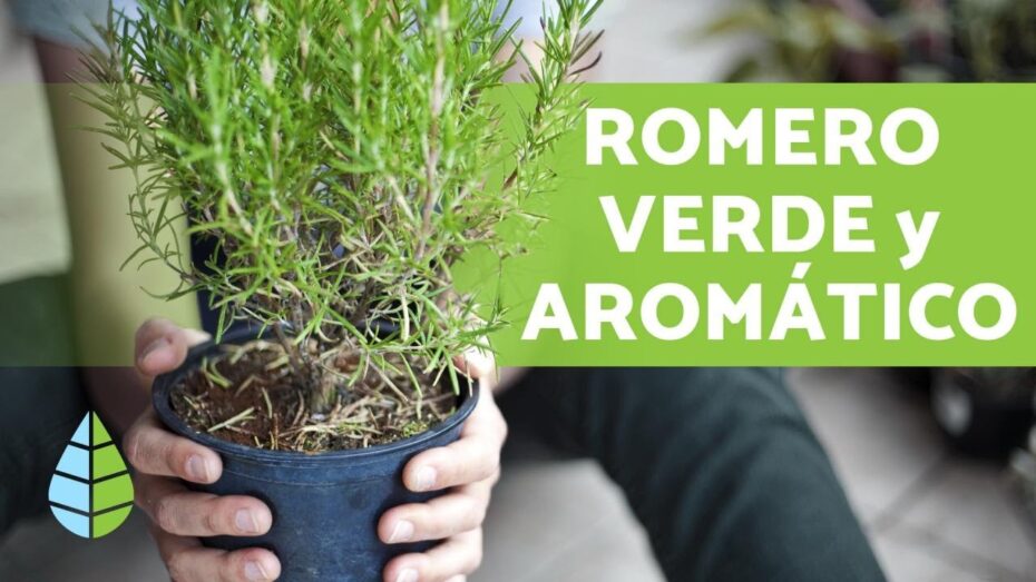 Cuidados del romero: consejos expertos para cultivar y mantener esta planta aromática
