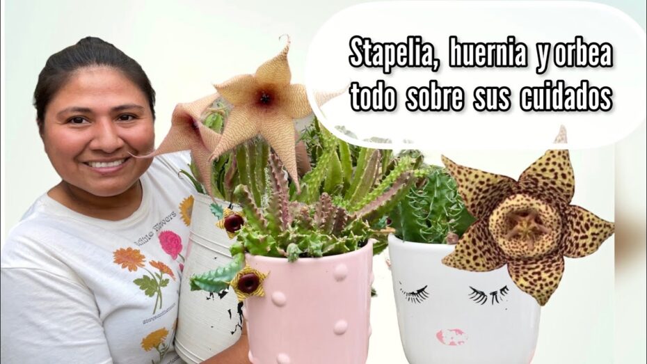 Stapelia: Cuidados y consejos para el cultivo de esta planta exótica