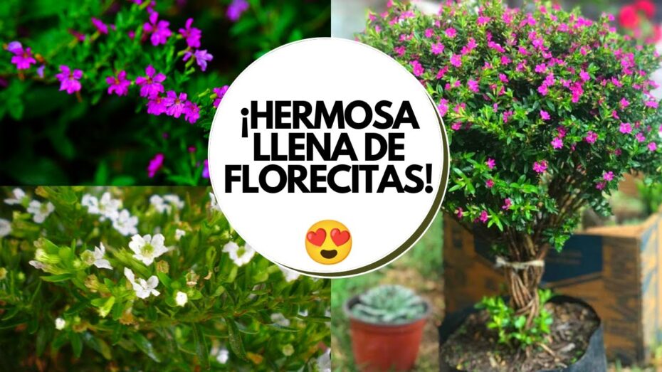 Trueno de Venus: Cuidados y consejos para su cultivo y mantenimiento