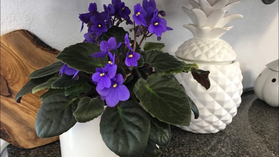 Cuidados de la violeta africana: todo lo que necesitas saber
