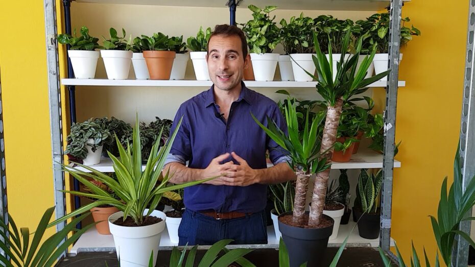 Yuca: Cuidados de la planta de exterior para un crecimiento saludable