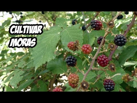 Zarzamora sin espinas: Cuidados y consejos para su cultivo y mantenimiento