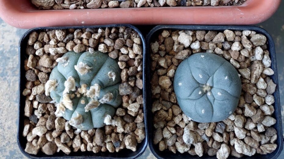 Cuidado del cactus peyote: Guía completa para su cultivo y mantenimiento