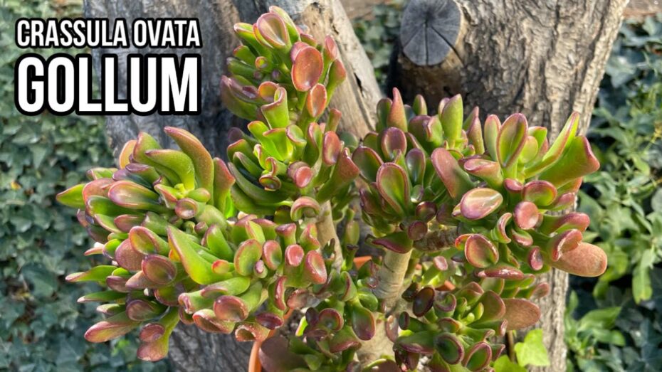 Guía completa para el cuidado de la Crassula ovata »Gollum»: consejos de experto en plantas y botánica.