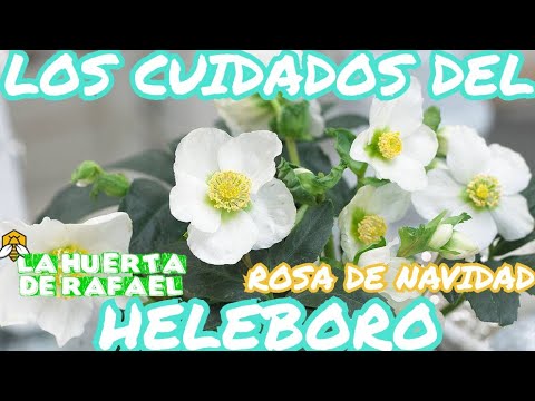Cuidado del Helleborus o rosa de Navidad: Todo lo que necesitas saber
