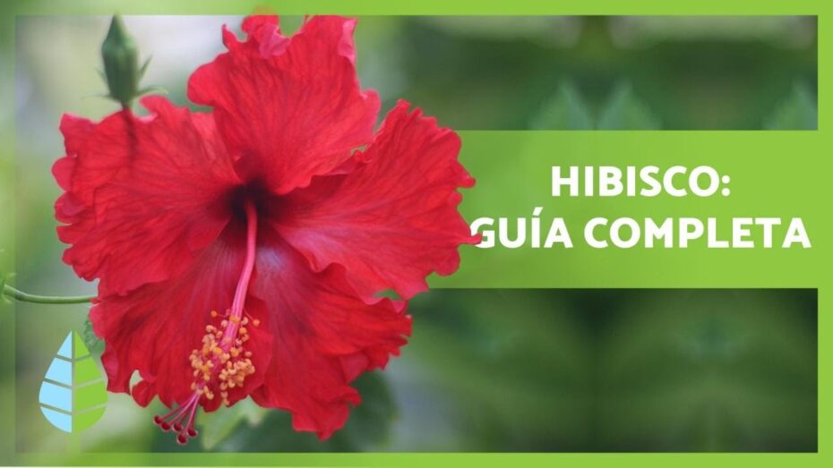 Cuidado de hibiscus en invierno: consejos y recomendaciones