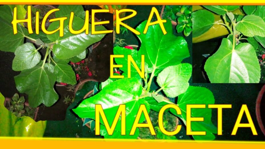 Cuidado de la higuera en maceta: consejos expertos de botánica y plantas