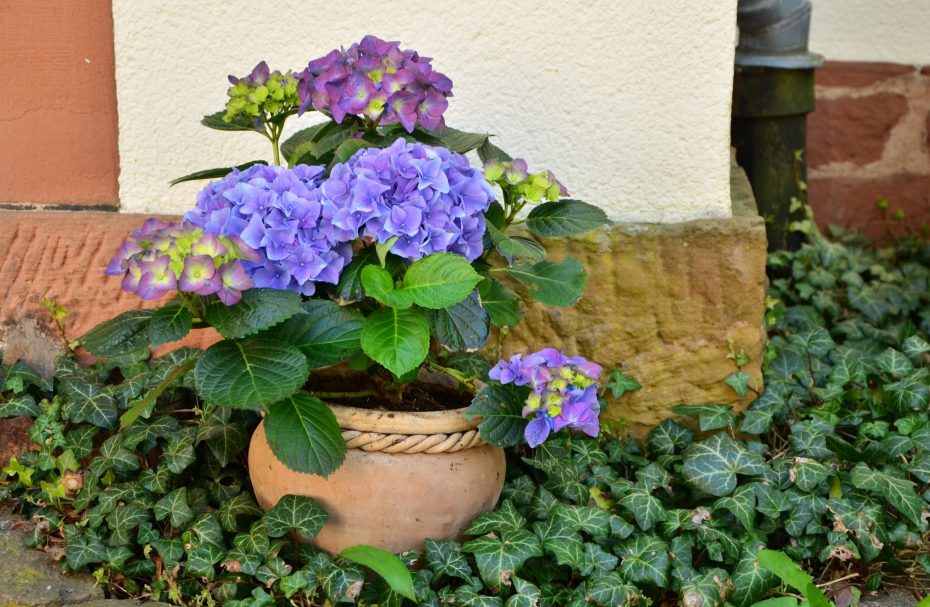 Guía completa para cuidar una hortensia en maceta: consejos de experto en botánica