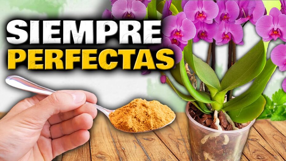 Cuidado de las orquídeas de interior: Cómo mantener estas hermosas plantas