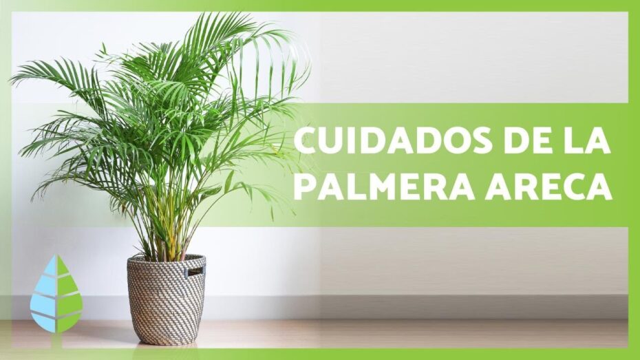 Cuidado de palmeras en maceta: consejos y técnicas para un crecimiento saludable