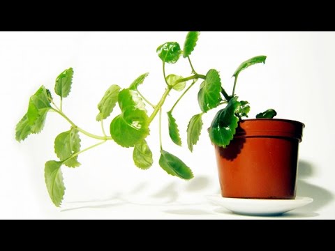 Cuidado de la planta del dinero: consejos para mantenerla saludable y próspera