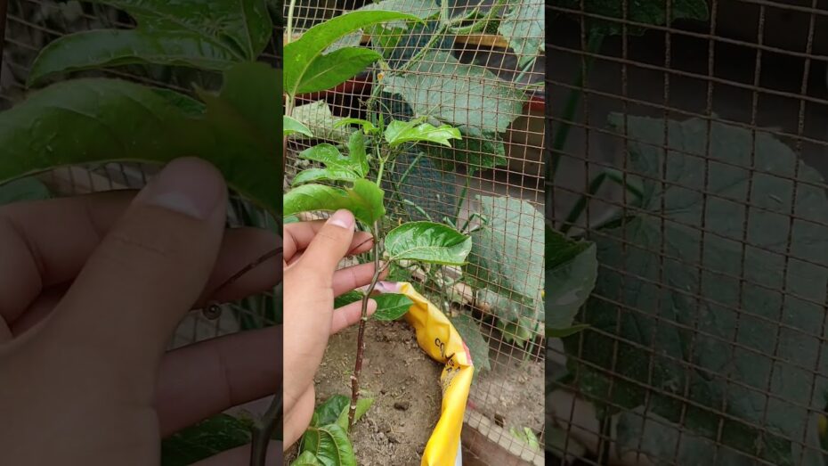Cuidado de la planta de maracuyá en maceta: consejos para un cultivo exitoso
