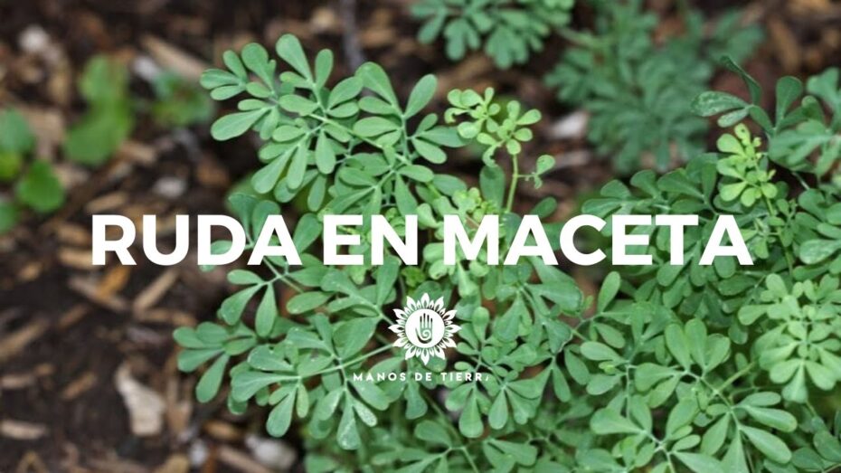 Cuidado de la planta de ruda: consejos y técnicas para un crecimiento saludable