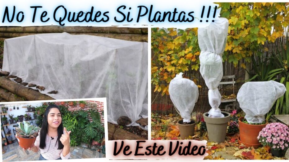 Cuidado de las plantas de exterior en invierno: consejos clave para su salud