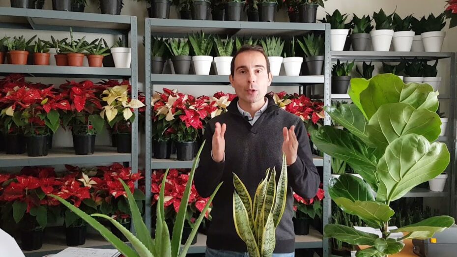 Cuidado de las plantas en macetas en invierno: consejos expertos de botánica