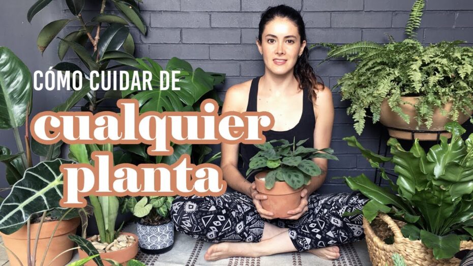 Guía completa de cuidado de plantas: Consejos y técnicas para un crecimiento saludable