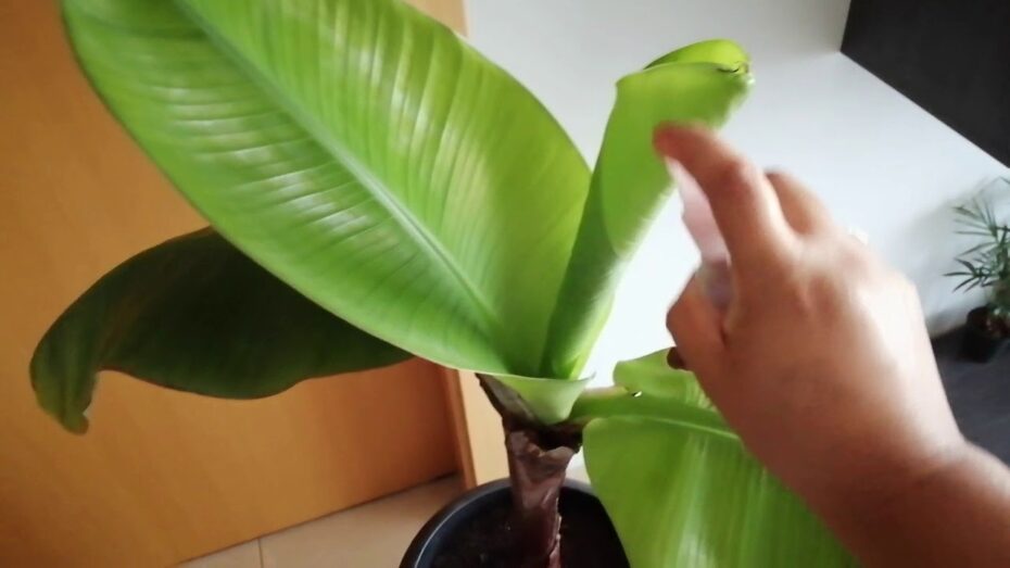 Platanera de interior: Cómo cuidar y mantener esta planta