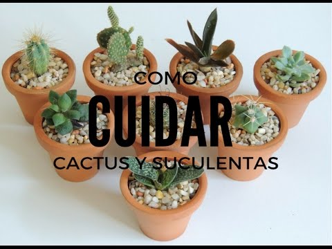 Cuidado de suculentas en casa: consejos expertos para mantenerlas saludables