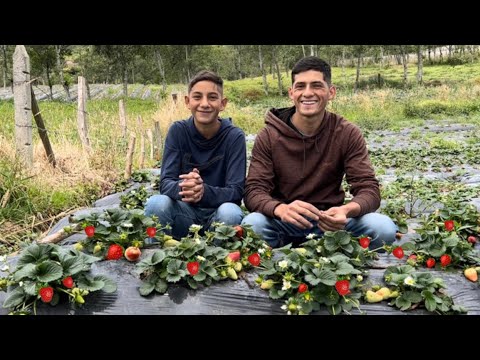 Cultivo de fresas: Aprende cómo cultivar estas deliciosas frutas en casa