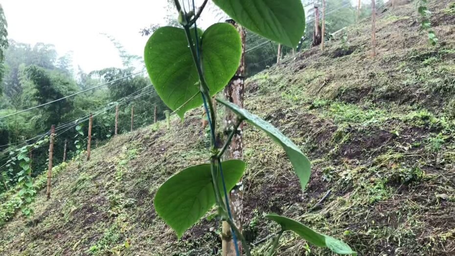 Cultivo de Passiflora ligularis: Guía completa para cultivar esta planta exótica y deliciosa