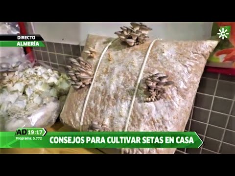 Cultivo de setas: Aprende cómo cultivar setas de forma exitosa