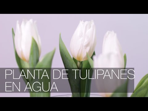 Cultivo de tulipanes en agua: Guía completa para una floración exitosa