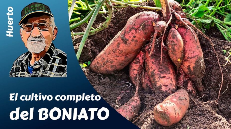 Guía completa de cultivo de batatas: consejos y técnicas para un cultivo exitoso