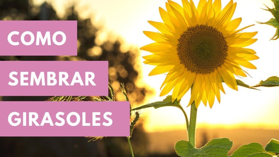 Cultivo de girasoles en maceta: Guía completa para principiantes