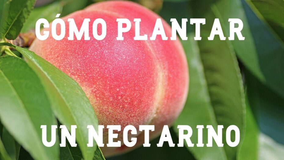 Nectarino: Guía completa para el exitoso cultivo de esta deliciosa fruta
