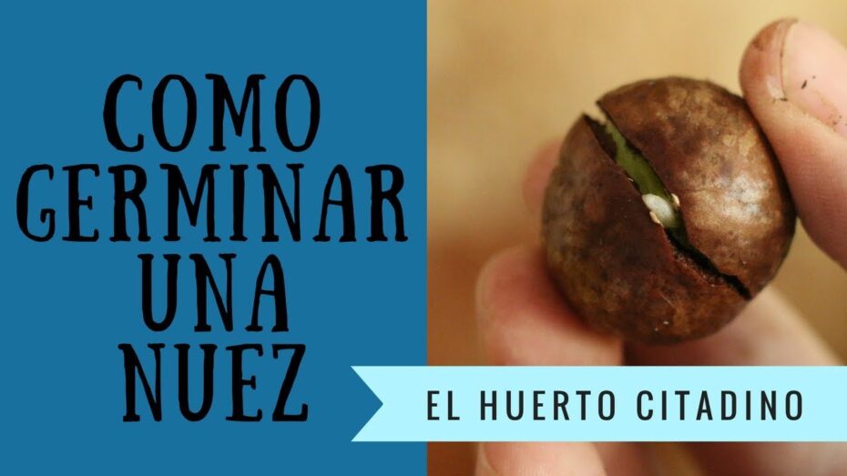 Cultivo de nuez de macadamia en España: ¡Descubre cómo es posible!