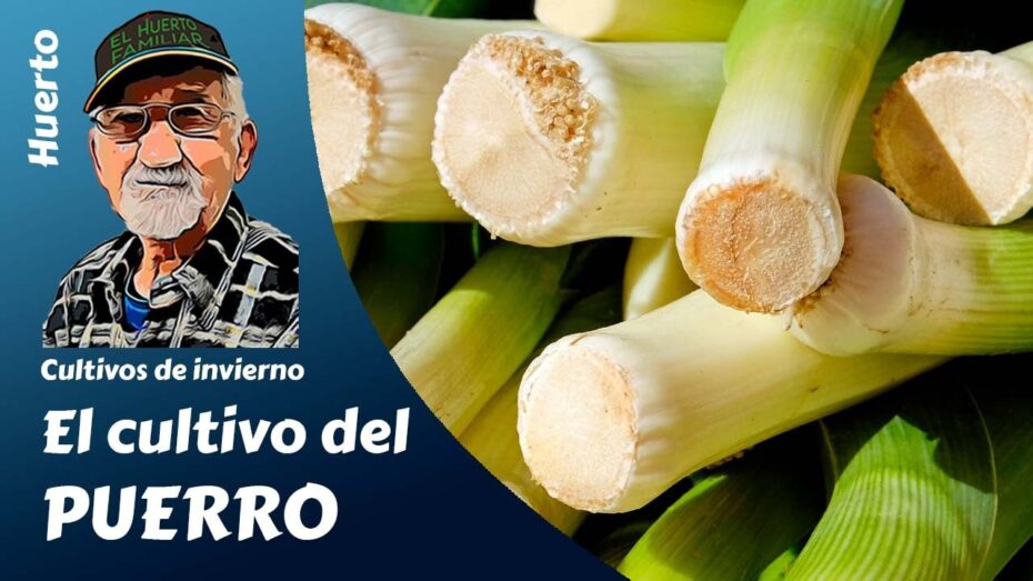 Puerro: Guía completa para el cultivo de esta planta en tu jardín