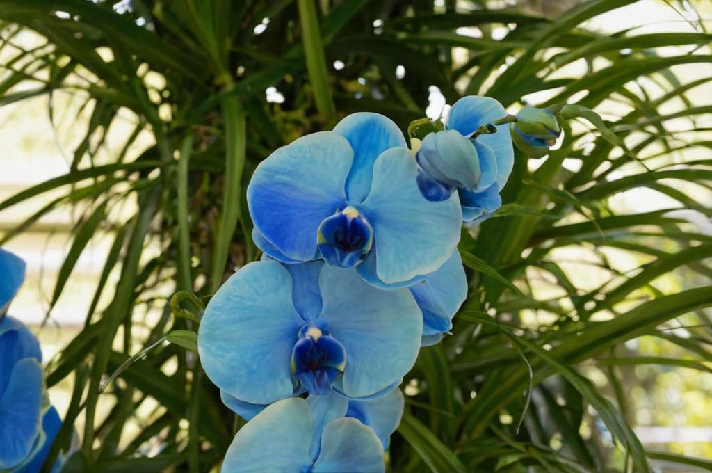 Curiosidades de la orquídea azul