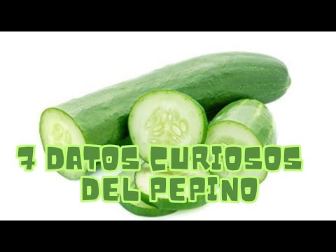 Pepino: Descubre las fascinantes curiosidades de esta planta