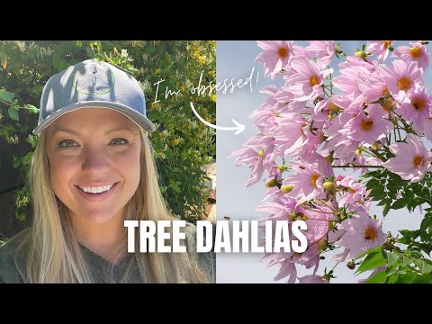 Dahlia imperialis: Descubre todo sobre esta fascinante planta y su belleza botánica