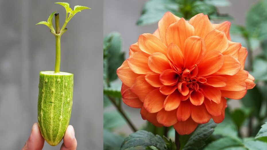Dahlia pinnata: Descubre todo sobre esta hermosa planta y su fascinante botánica