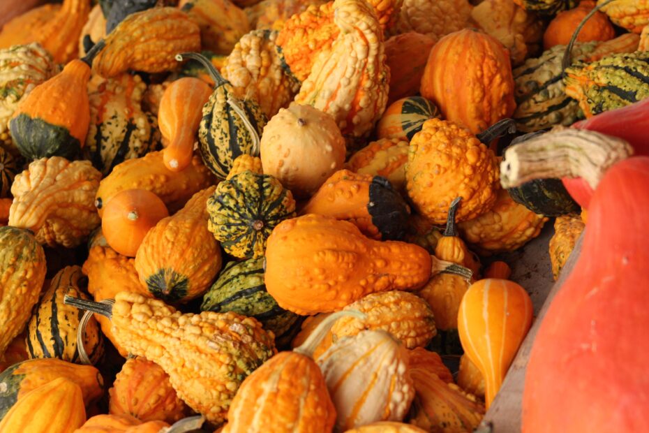 Decoración con calabazas secas: Cómo embellecer tu hogar con estas maravillas botánicas