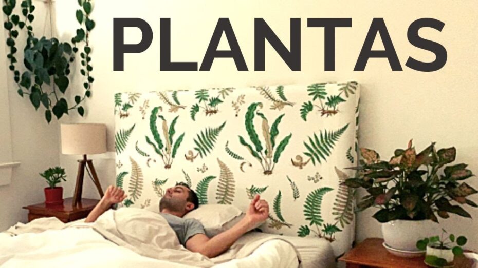 Plantas para decorar el dormitorio: Consejos y tips